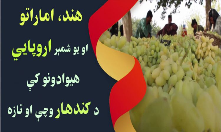 هند، اماراتو او اروپايي بازارونو کې د کندهار ميوې|Kandahar Fruits in Indian UAE and European Markets